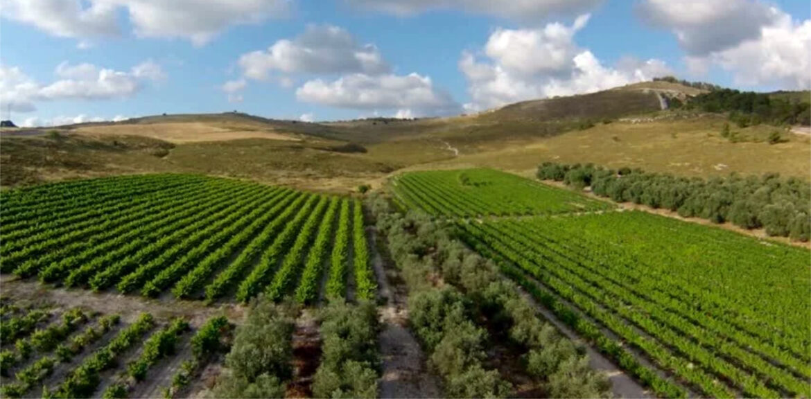 Vineyard in Israel