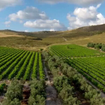 Vineyard in Israel